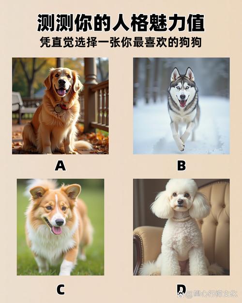 网红狗磊事件_狗磊向全网网红宣战_网红八卦狗磊的视频是真的吗-