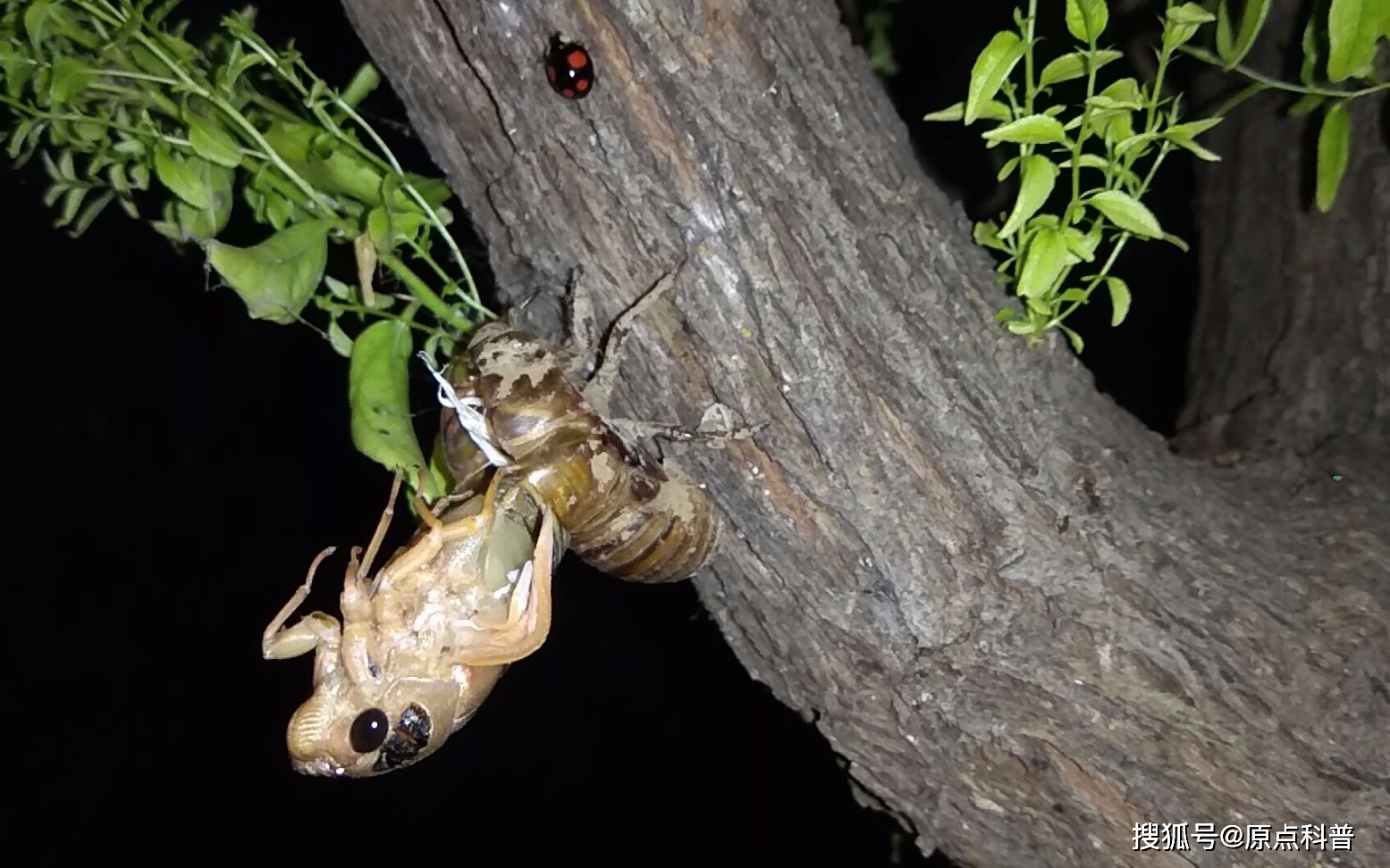 江苏特色黑暗料理盘点_江苏黑暗料理排名_黑暗料理排行榜前十名网红,